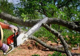 Best Tree Trimming and Pruning  in Stuart, VA