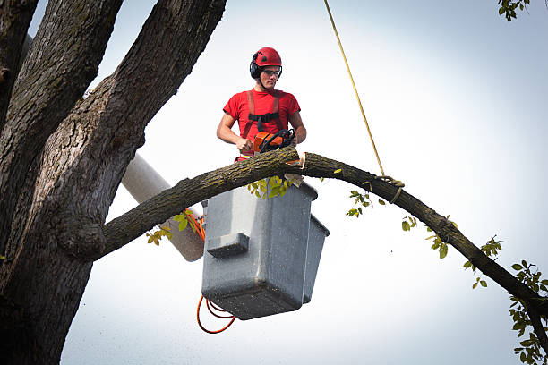 Professional  Tree Services in Stuart, VA